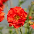 Geum mit roten Blüten