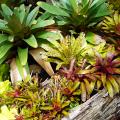 Bromelien