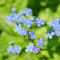 Blaue Brunnera