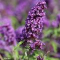 Buddleja davidii