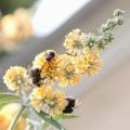 Buddleja in Gelb