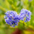 Frühlings-Ceanothus