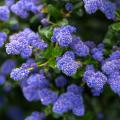 Ceanothus für trockene Böden