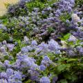 Winterharter Ceanothus