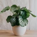 Calathea - Korbmaranten