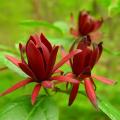 Calycanthus - Gewürzstrauch