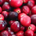 Cranberry - Vaccinium macrocarpon