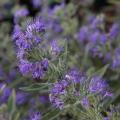 Caryopteris - Bartblume