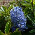 Ceanothus - Säckelblume