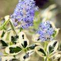 Immergrüne Ceanothus