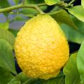 Citrus medica - dickrindige Zitrone