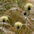 Flockenblumen für trockene Böden