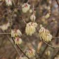 Chimonanthus - Winterblume