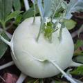 Kohlrabi