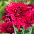 Rote Chrysanthemen