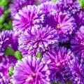 Violette Chrysanthemen