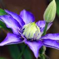 Blaue Clematis