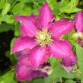 Rosa Clematis