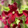 Rote Clematis