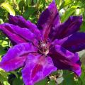 Clematis violett, lila und purpurfarben