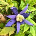 Clematis atragene