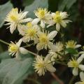 Clematis vitalba