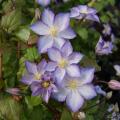 Clematis mit einfachen Blüten