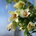 Winterblühende Clematis