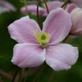 Frühjahrsblühende Clematis