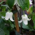 Clematis campanella