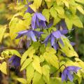 Clematis von A bis Z