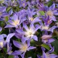 Staudenclematis