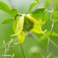 Clematis tangutica