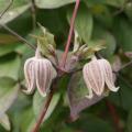 Wilde Clematis - Wilde Waldreben