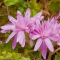 Colchicum - Herbstzeitlose