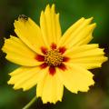 Coreopsis - Mädchenauge