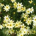 Bodendeckende Coreopsis