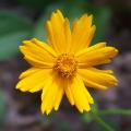 Gelbe Coreopsis