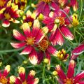 Rote Coreopsis