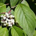 Cornus alba - Cornouiller blanc