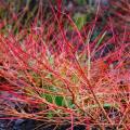 Cornus sanguinea