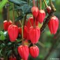 Crinodendron - Laternenbaum