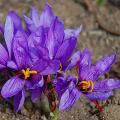 Crocus sativus - Safrankrokus