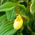 Cypripedium - Venusschuh