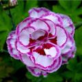 Dianthus - Nelken