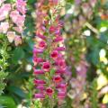 Digitalis - Fingerhut