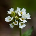 Draba - Felsenblümchen