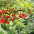 Elaeagnus umbellata - Herbstlicher Ölweide