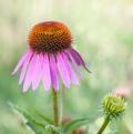 Rosa echinacea - Rosa Sonnenhüte