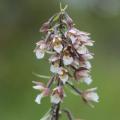 Epipactis - Sumpfwurz